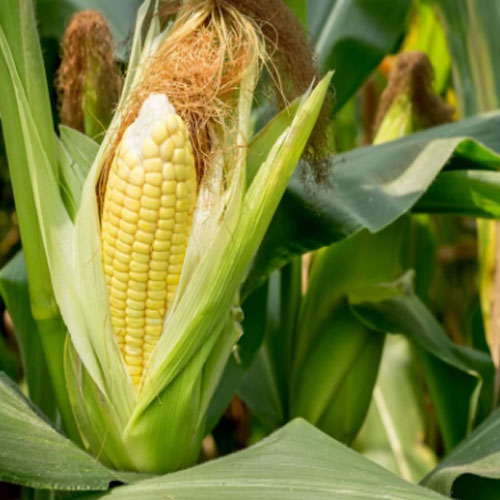 Sweet Corn  In Hyderabad